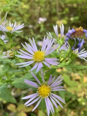Symphyotrichum puniceum