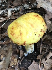 Suillus americanus image