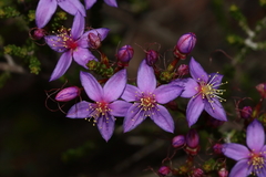 Calytrix leschenaultii
