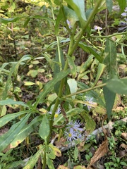 Symphyotrichum puniceum