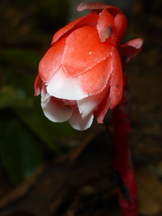 Monotropa coccinea