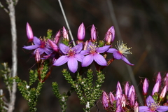 Calytrix leschenaultii
