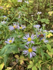 Symphyotrichum puniceum