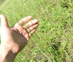 Stipa tirsa