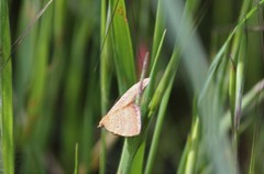 Chrysolarentia insulsata