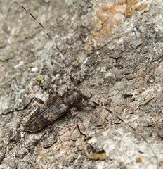 Acanthocinus griseus