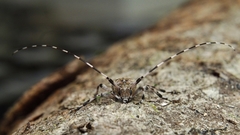 Acanthocinus griseus