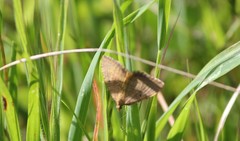 Chrysolarentia insulsata
