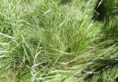 Stipa tirsa