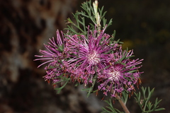 Isopogon dubius