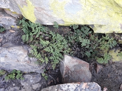 Oeosporangium