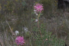 Isopogon dubius