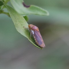 Oncometopia hamiltoni