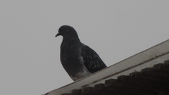 Columba livia