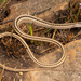 Large-scale Snake Lizard - Photo (c) Tyrone Ping, some rights reserved (CC BY-NC), uploaded by Tyrone Ping