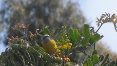 Coereba flaveola