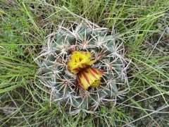 Coryphantha pycnacantha