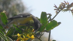 Coereba flaveola