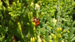 Harmonia axyridis