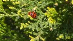 Harmonia axyridis
