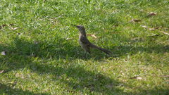 Mimus longicaudatus