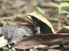 Clinotarsus curtipes