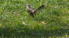 Mimus longicaudatus