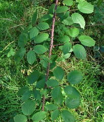 Rubus incurvatiformis
