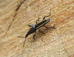 Brentus anchorago