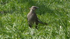 Mimus longicaudatus