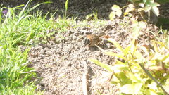 Zonotrichia capensis