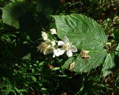 Rubus incurvatiformis