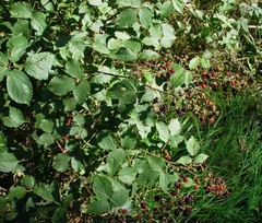 Rubus incurvatiformis