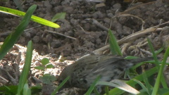 Volatinia jacarina