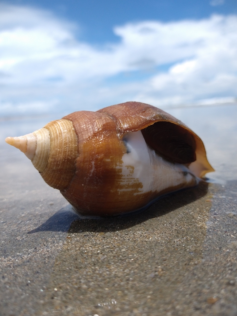 Chank Shells