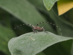 Acanthocinus griseus