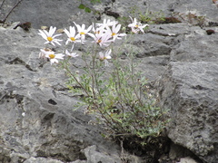 Chrysanthemum sinuatum