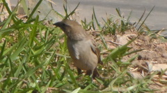 Molothrus bonariensis