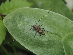 Acanthocinus griseus