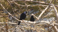 Molothrus bonariensis