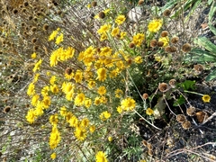 Cota tinctoria