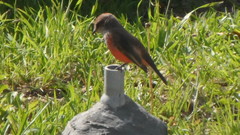 Pyrocephalus rubinus