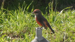 Pyrocephalus rubinus
