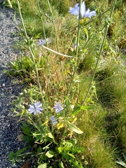 Cichorium intybus