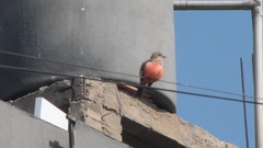 Pyrocephalus rubinus