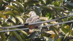 Columbina cruziana
