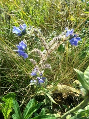 Echium vulgare