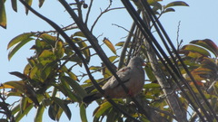 Columbina cruziana