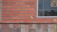 Coereba flaveola