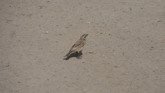 Molothrus bonariensis